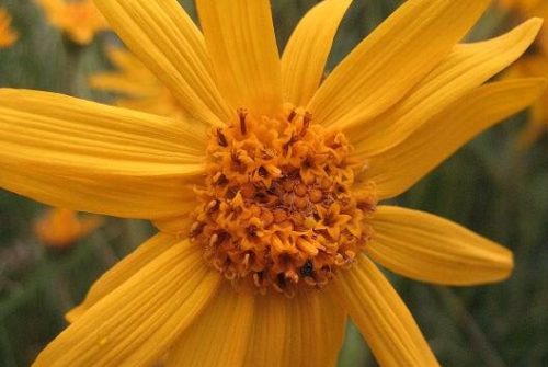 Arnica Fleur Mel Arnica Fleur Mel